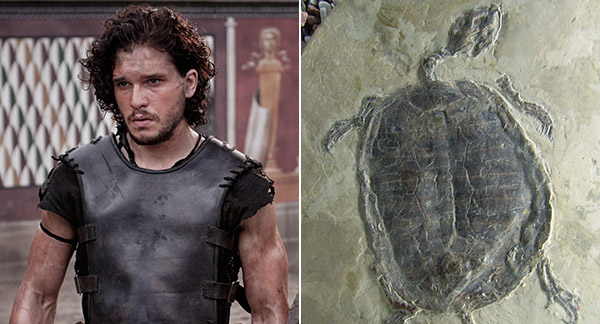 Pompeii fossil