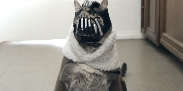 banecat, batman, viral videos