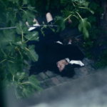 Weekend Action Pulse: From Murderous Mysteries to Giant Monsters on GREAT! Action