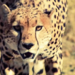 BBC Four Weekend Pulse: From Wilderness to Wry Wit