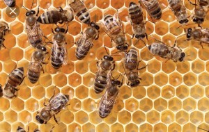 hemp honey