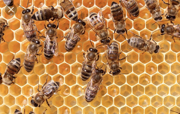 hemp honey
