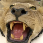 Saturday’s Pick TV Lineup: Border Patrol’s High‑Stakes, Dashcam Thrills, and Attenborough’s Flying Monuments